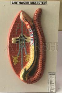 Lovibond Earthworm Dissected Model, For Laboratory, Classification : Biology