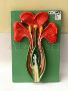 Adarsh International PVC Typical Flower Model For Colleges, Medical Colleges, Schools, Biology Lab