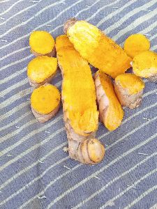 Raw Turmeric Bulb