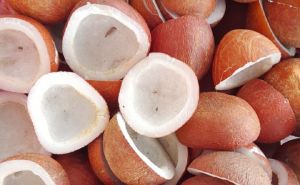 Hard Coconut, Color : Natrual, Brand Name : Exso for Cooking, Food