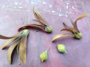 Sal Seeds, Color : Red, Packaging Size : 50g, 25kg