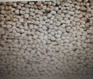 Poppy Seeds