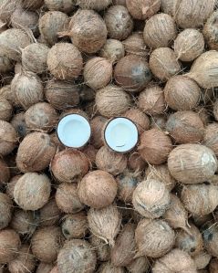 Hard Semi Husked Coconuts, Form : Solid