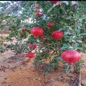 Pomegranate,  Cultivation Type : Organic