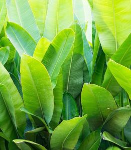 banana leaves