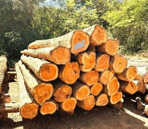 Timber Supply Sourcing Service