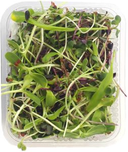 Mix Microgreen, Speciality : Rich In Taste, Healthy