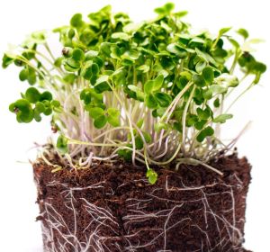 Mustard Microgreen