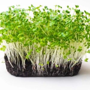 Pak Choy Microgreen