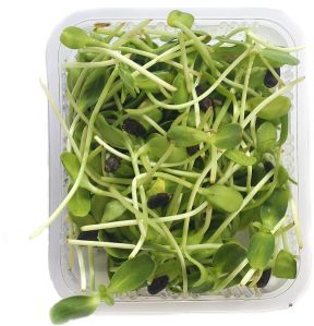 Sunflower Microgreen