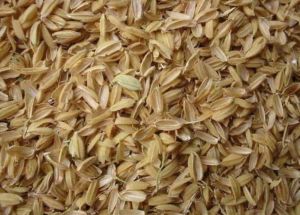 rice husk