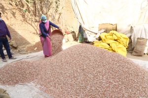 Peanut Kernels, Packaging Type : Brown