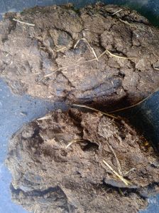 cow dung powder