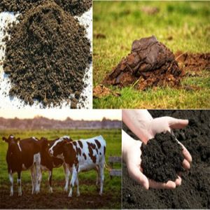 cow dung powder