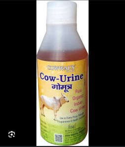 cow urine