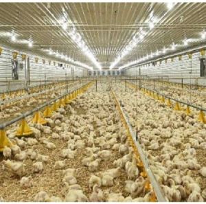 Poultry Manures