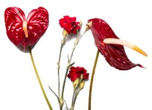 Anthurium Flower for Decoration