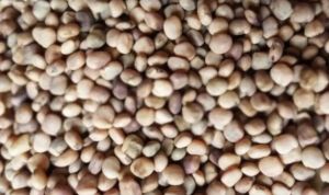 Cluster Beans for Culinary Purposes