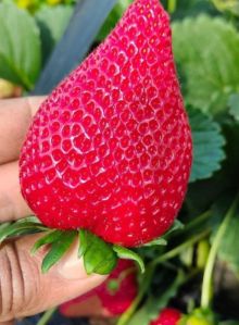 strawberry plants