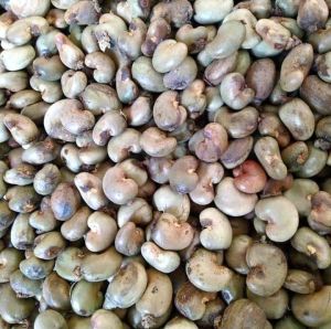 Raw Cashew Nuts