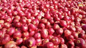 red onion