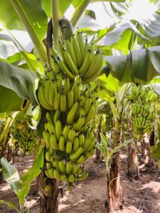 Natural Cavendish Banana, Color : Green, Packaging Size : 15Kg