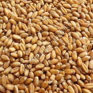 Indian Wheat Grain