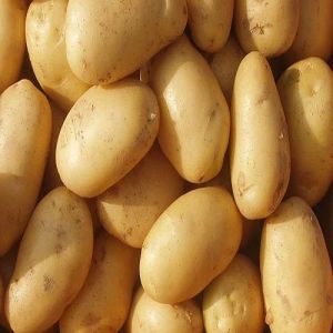 A Grade Fresh Potato, Color : Brown, Packaging Type : 50 Kg Sacks