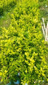 Full Sun Exposure Lemon Plant