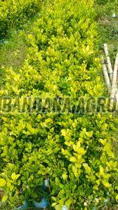 Full Sun Exposure Lemon Plant for Outdoor Gardening