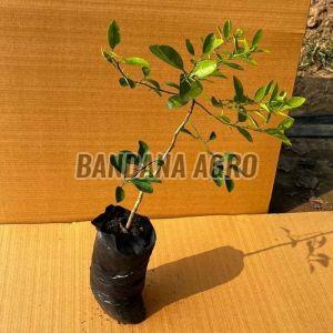 Natural Well Watered Lime Plant, Color : Green, Variety : Hybrid