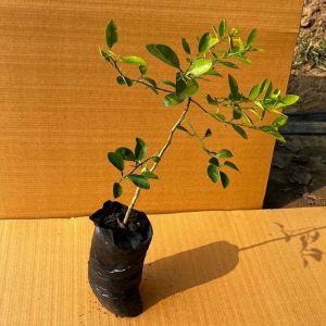 Well Watered Lime Plant