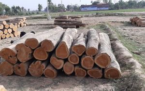 Teak Wood Logs