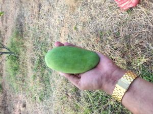 Amrapali Mango, Packaging Type : Carton for Sweets