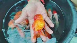 Important Gold Fish, Packaging Type : Golden 5-12 Inches