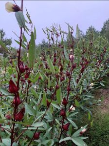 Sorrel Gongura Seeds