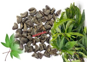 Jute Seeds(Desi Ambada) Patson