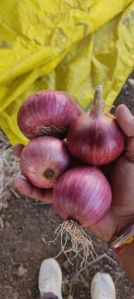 Firm Natural Nashik Garwa Onion, Color : Red, Pink & Light Brown