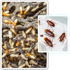 Termite Control Services