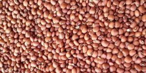 Cowpea Seeds