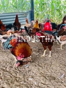 Aseel Fighter Poultry Chicks, Gender : Male Female, Weight : 2 Kg