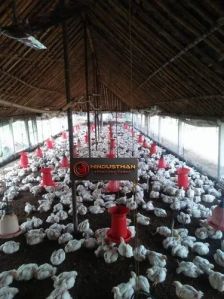Broiler Poultry Farm Chicks, Age : 5-15 Days, Gender : Male, Female