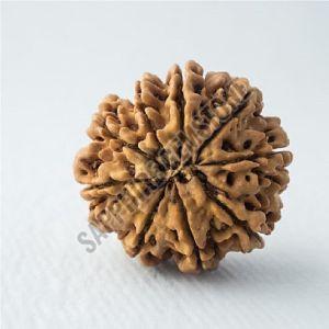 9 Mukhi Nepali Rudraksha, Color : Brown Medium