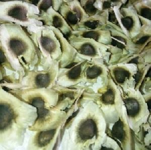 Natural Moringa Drumsticks Seeds, Color : Brown Fresh