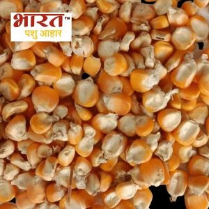 maize cattle feed