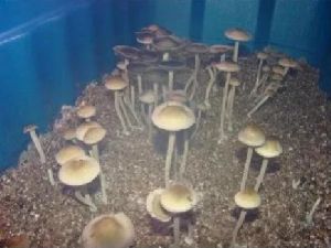 Supersun Puf Mushroom Growing Chamber, Color : Grey