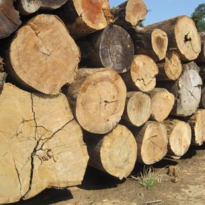 Brown Round Teak Wood Logs