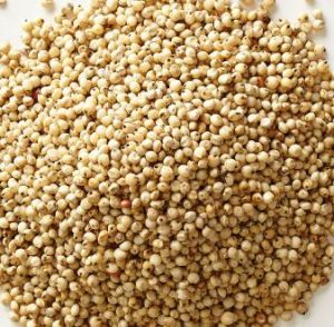 Sorghum Millet, Color : Creamy White