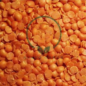 Red Lentil