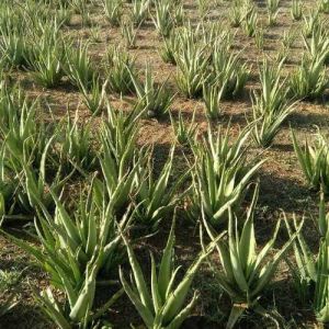 Aloe Vera Contract Farming